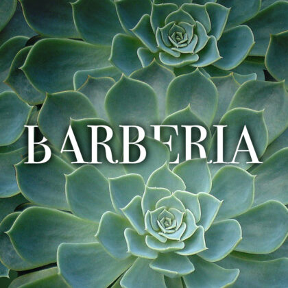 Barberia